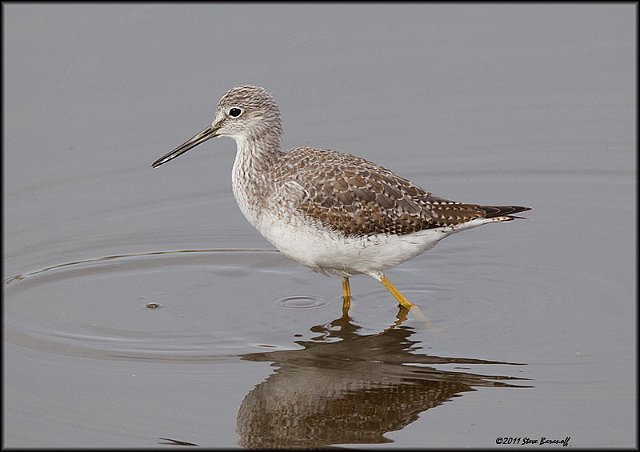 _1SB9748 lesser yellowlegs.jpg
